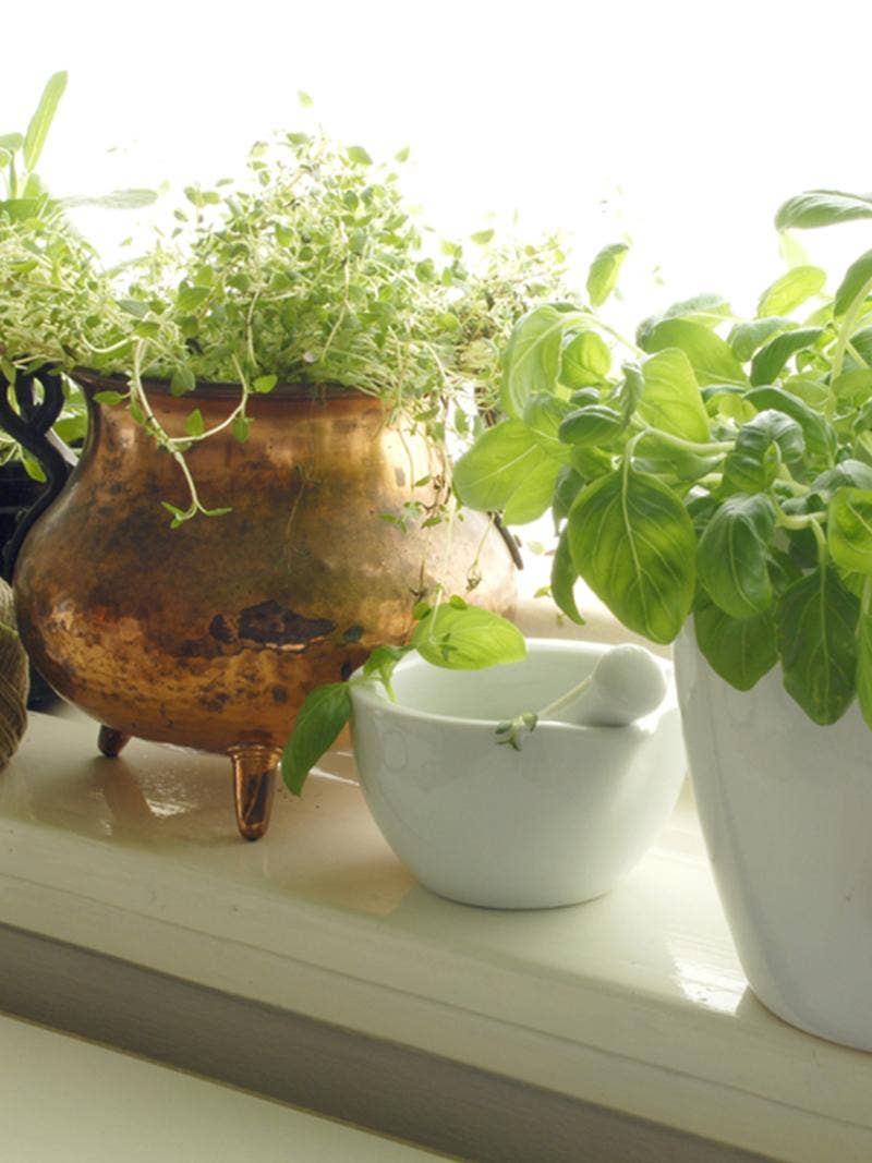 Herbs on a sunny windowsill.