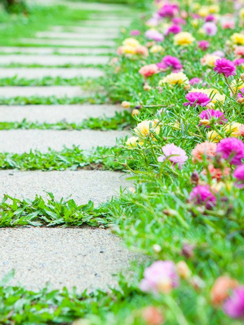 Portulaca flowers along a pathway.