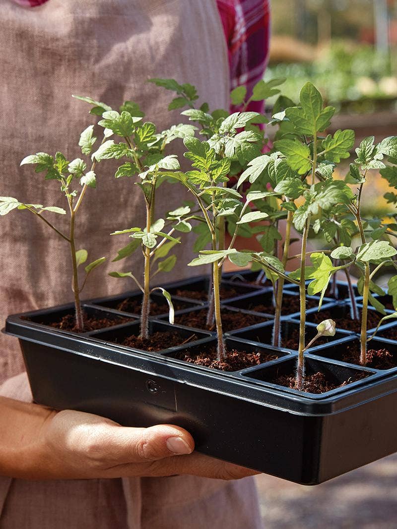 Young tomato plants.