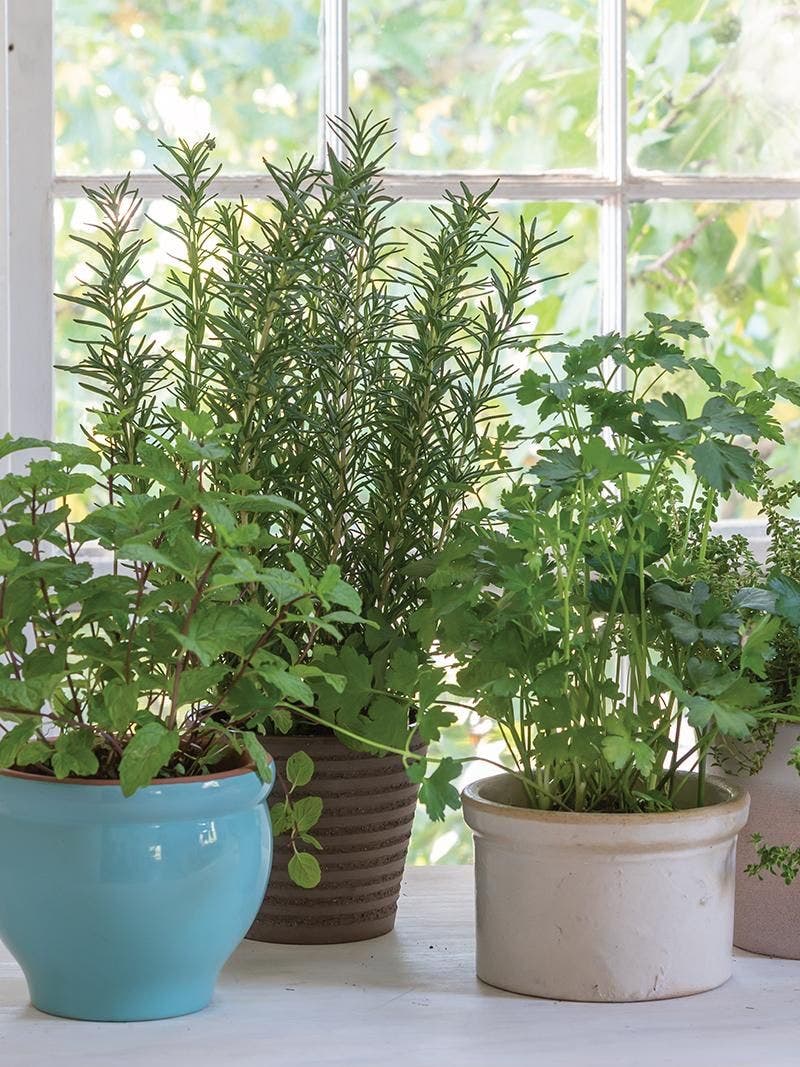 How to bring in herbs for the winter