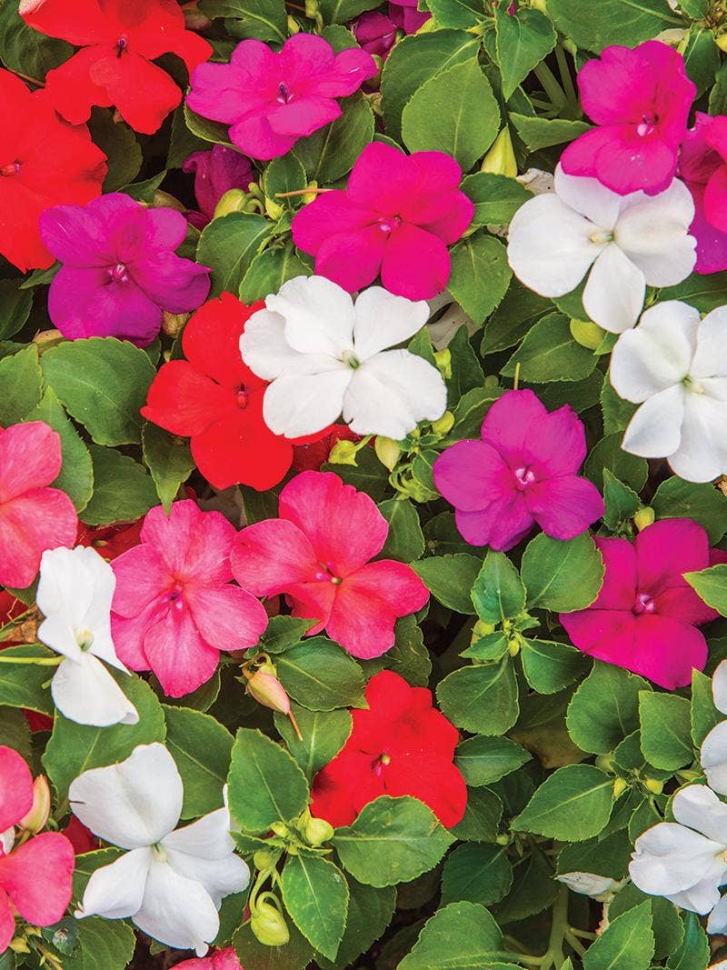 Growing Impatiens from Seed