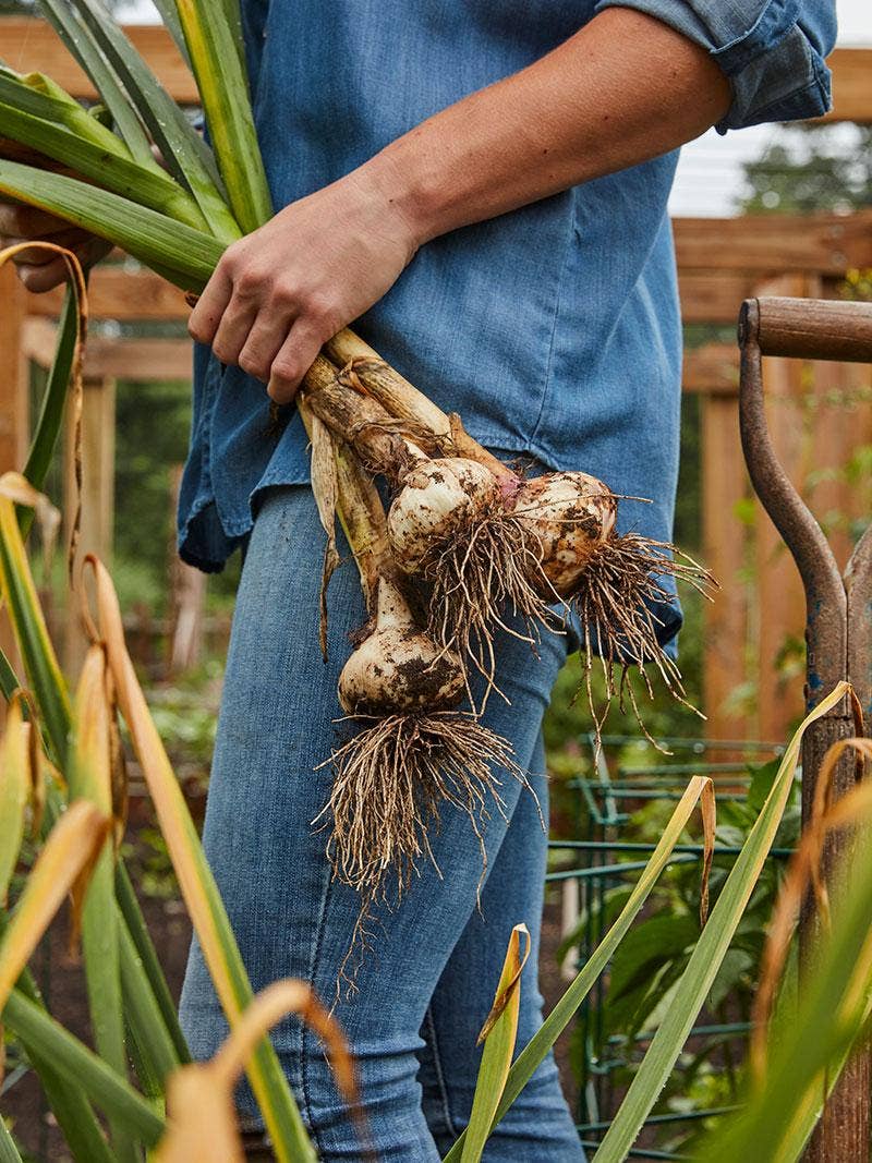 Which Type of Garlic Should I Grow?
