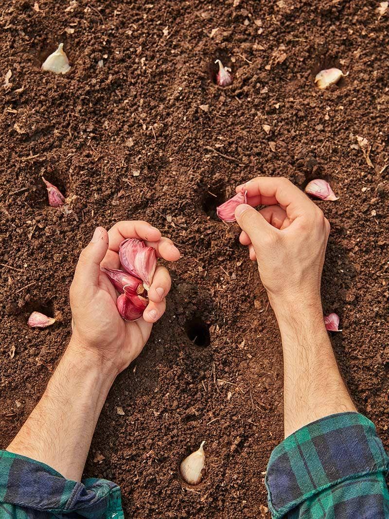 How to Plant Garlic