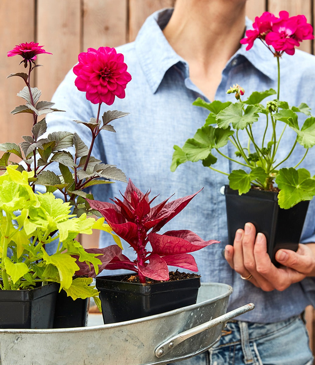 Your Flower Plants Are Here – What Next?