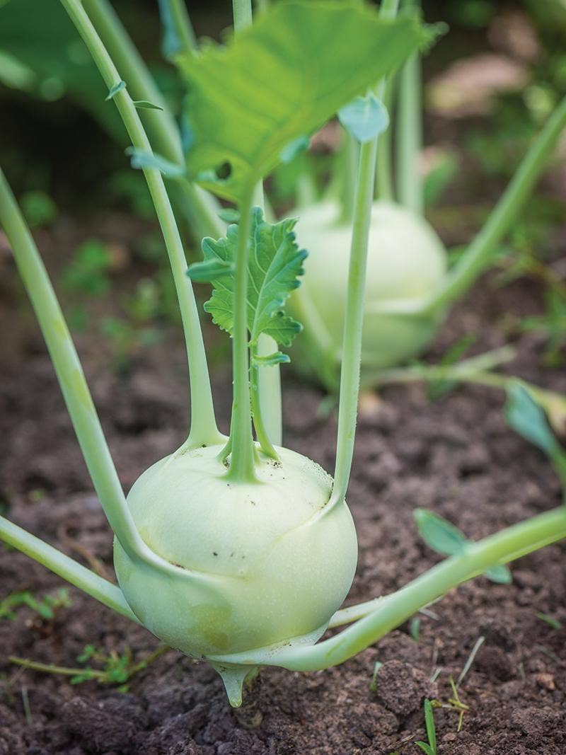 All About Kohlrabi