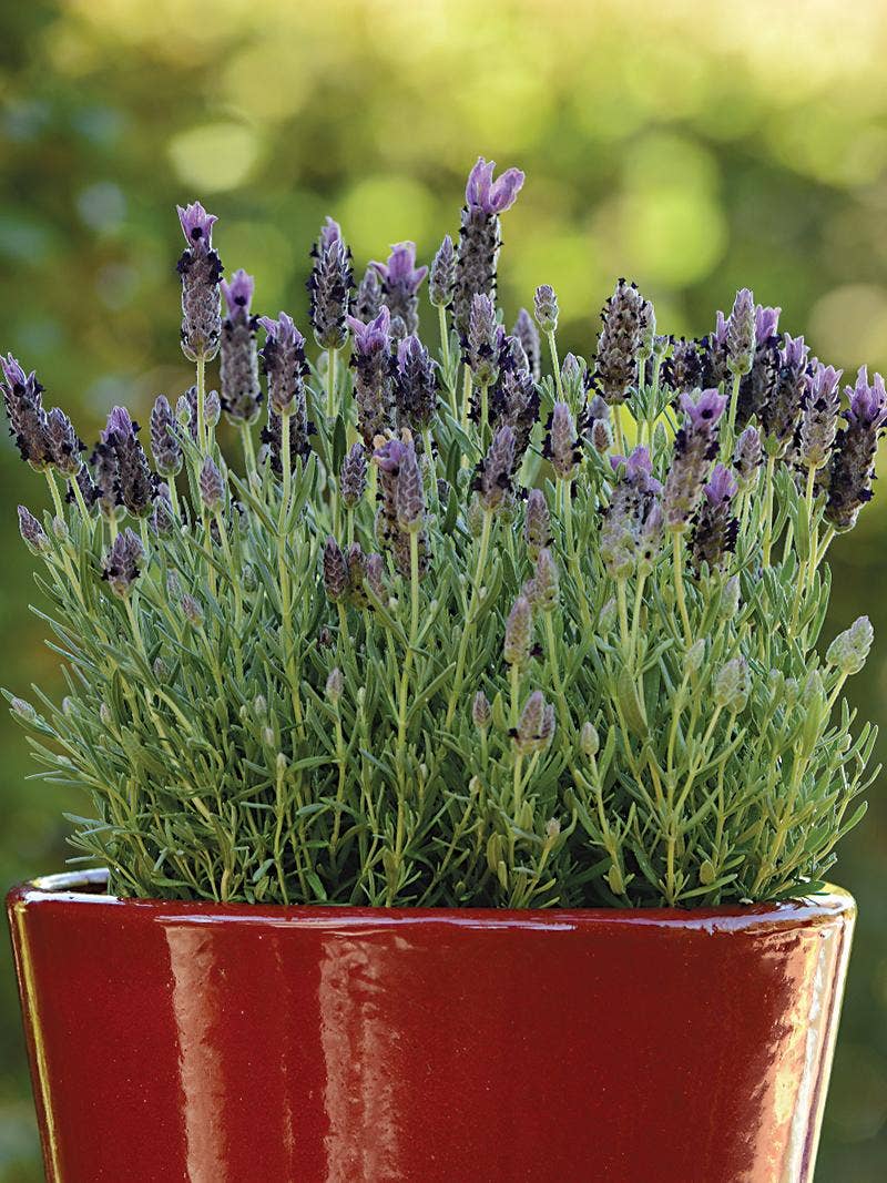 Growing Lavender in containers