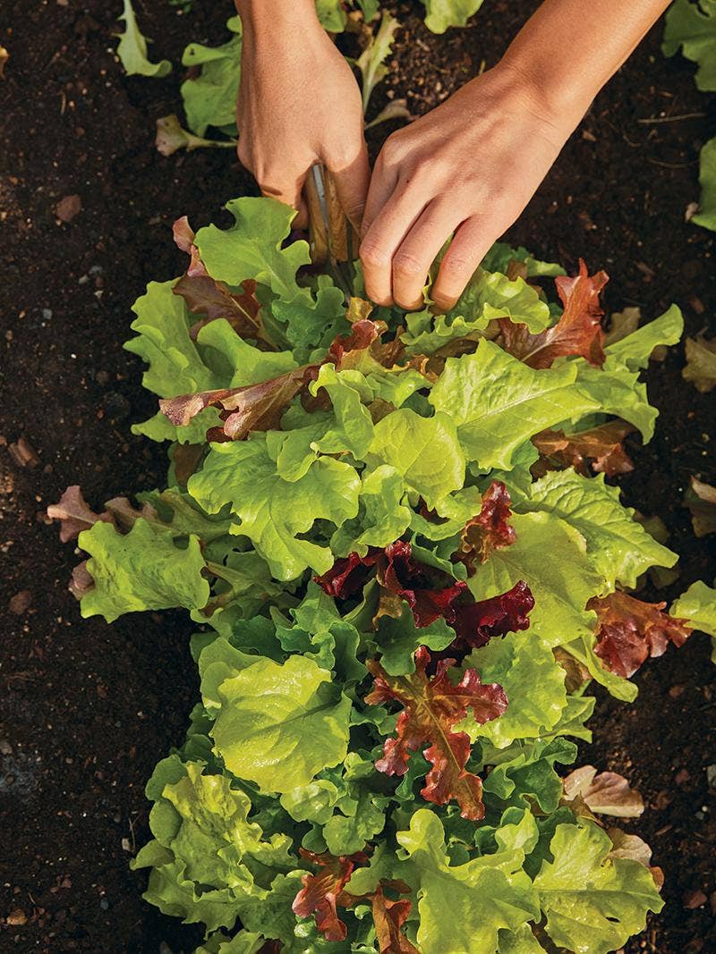 All About Lettuce