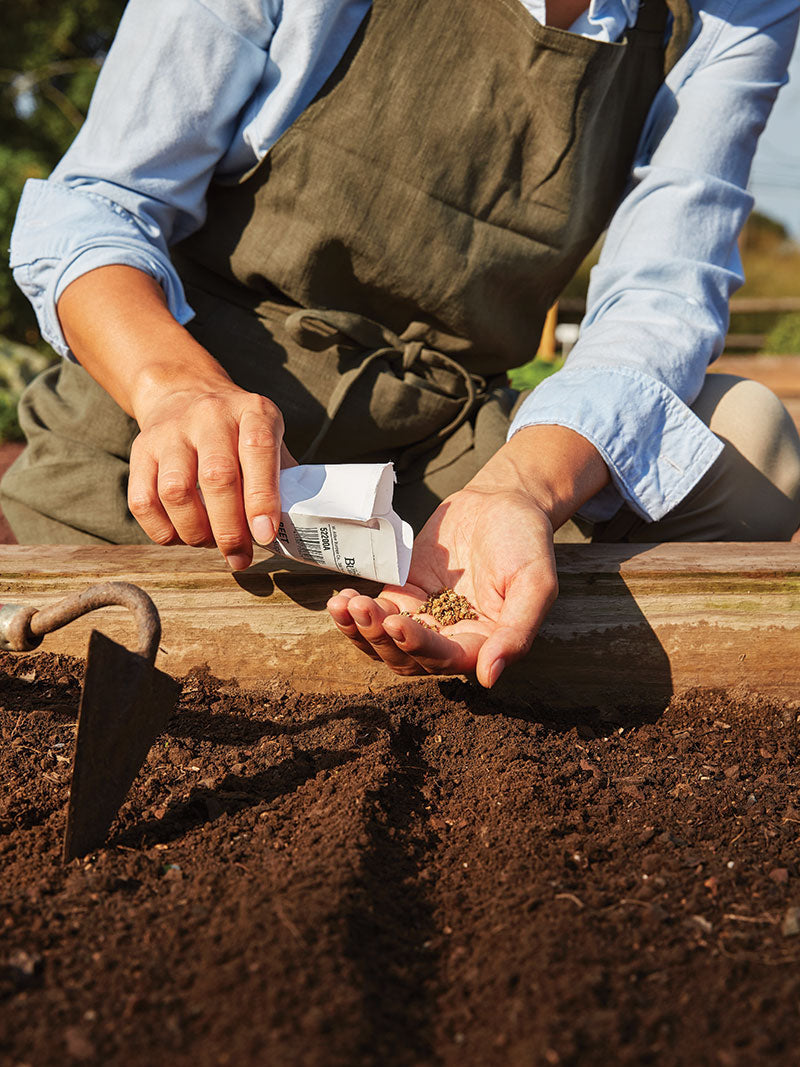 A person planting a seeds directly