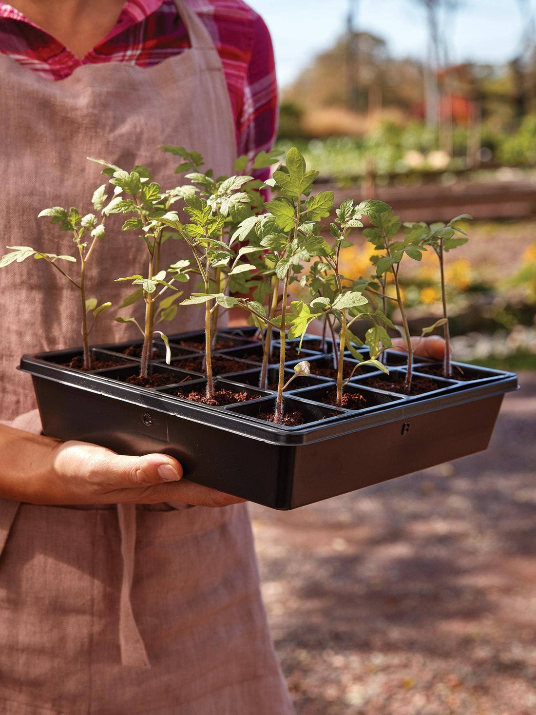 Hardening Off Your Seedlings