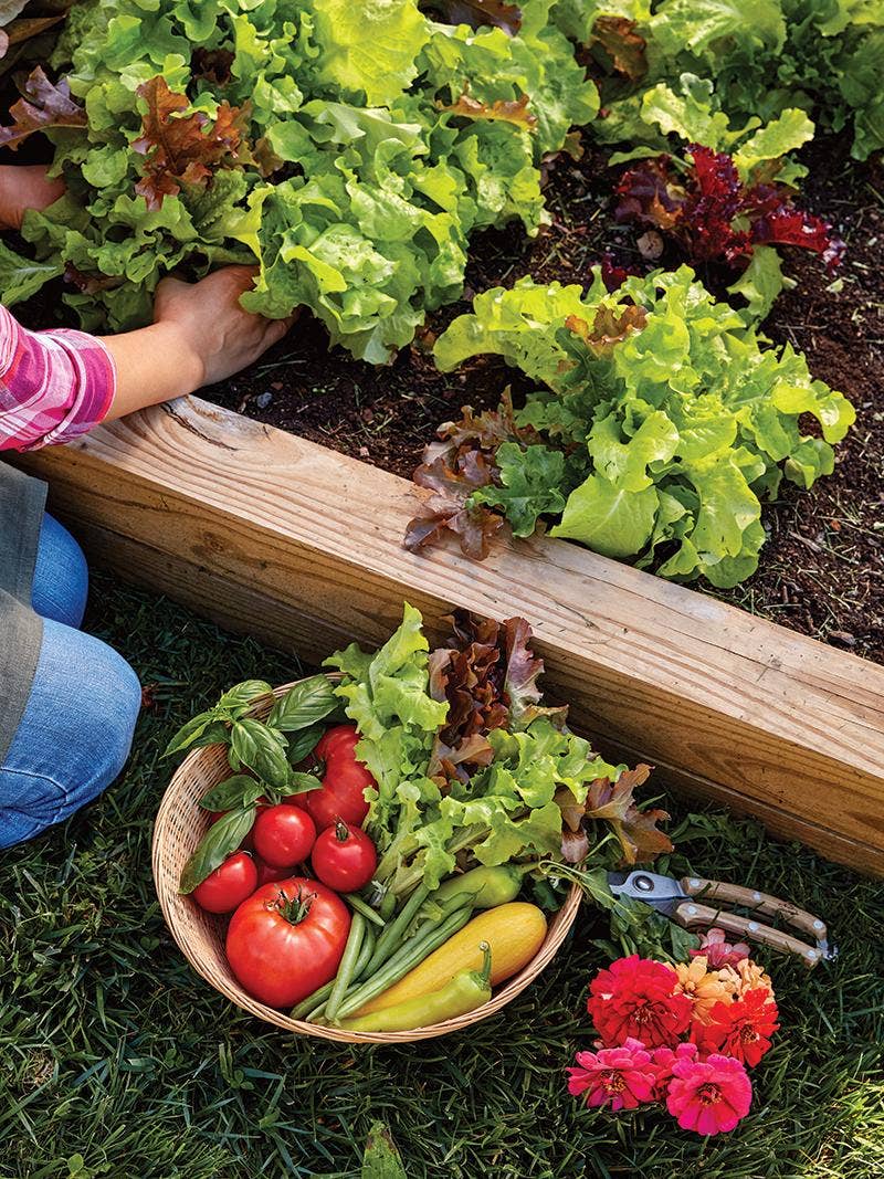 Raised Beds