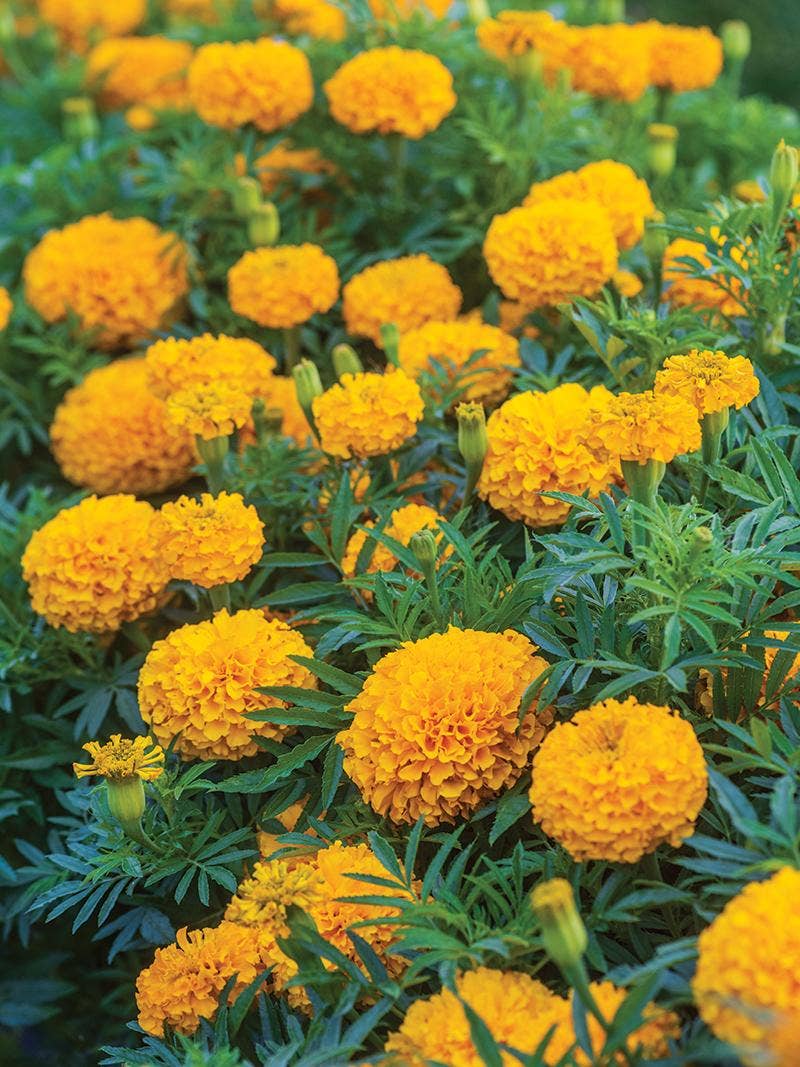 All About Marigolds