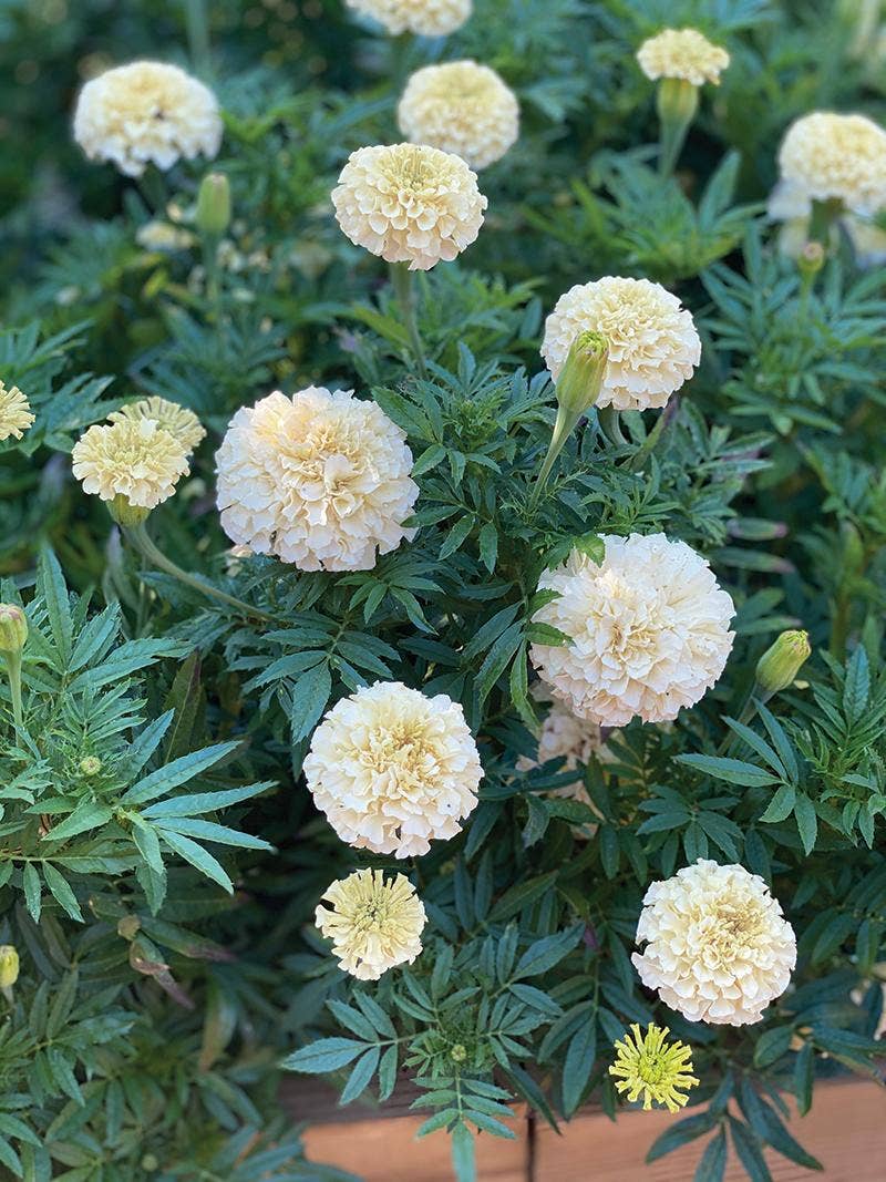 Marigold History