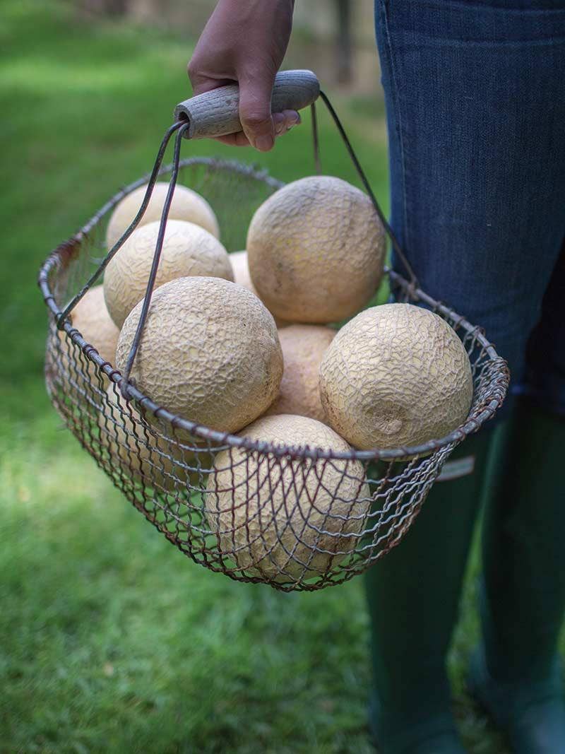 Harvested melons.