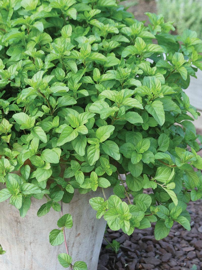 The Mint Family