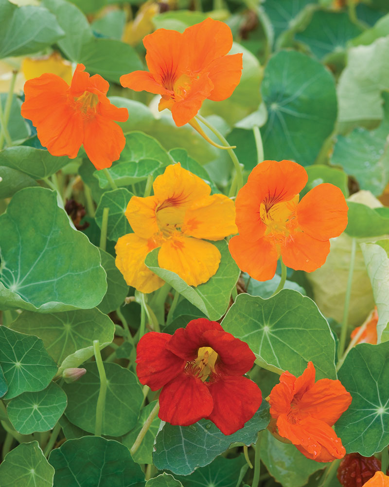 Edible Flowers