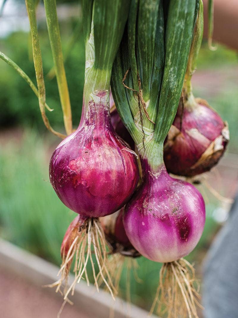 A gardener holding a bundle of red onions.