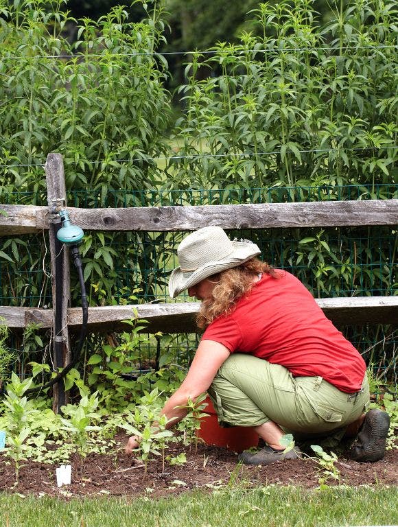 Gardening in an overgrown garden