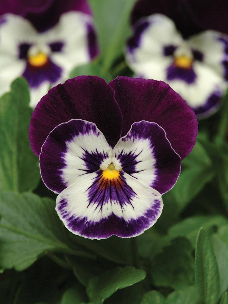 All About Pansies