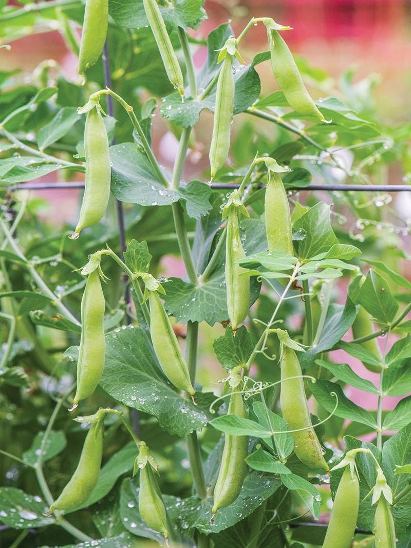 Green pea pods growing on a trellis.