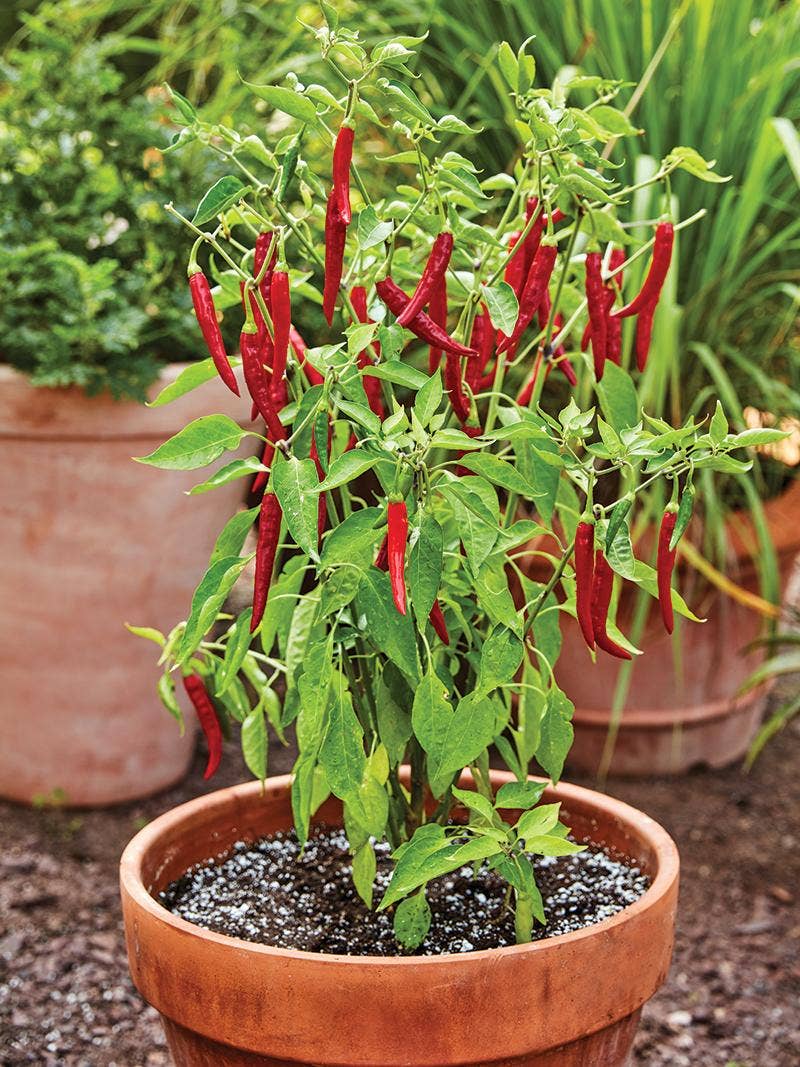 Growing container vegetables
