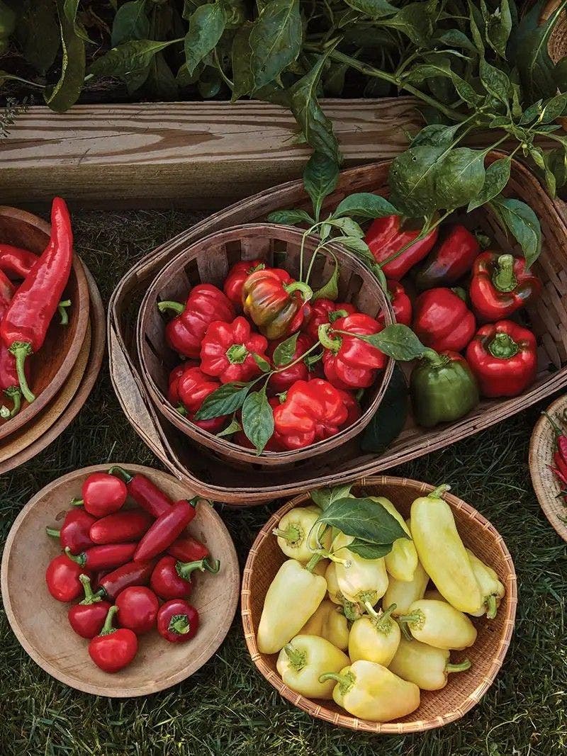 Assorted harvested peppers in baskets.