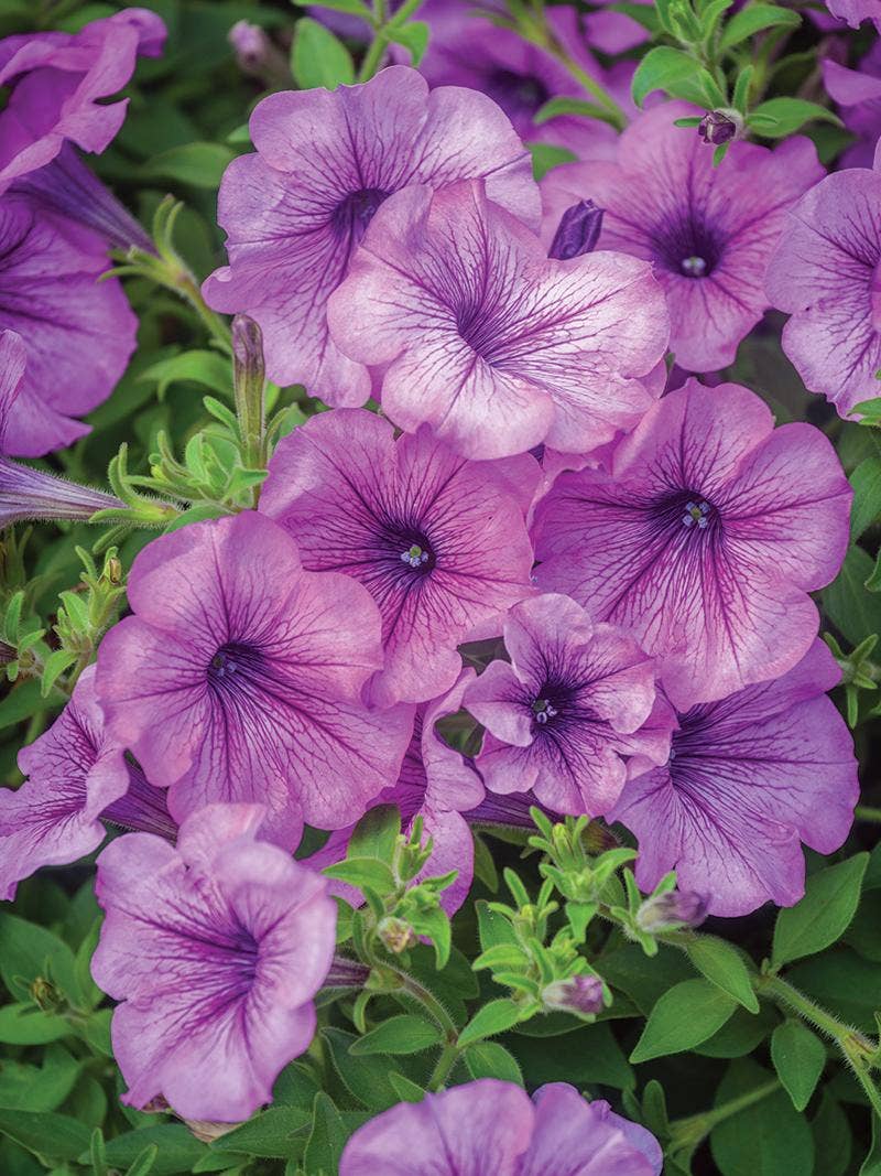 All About Petunias