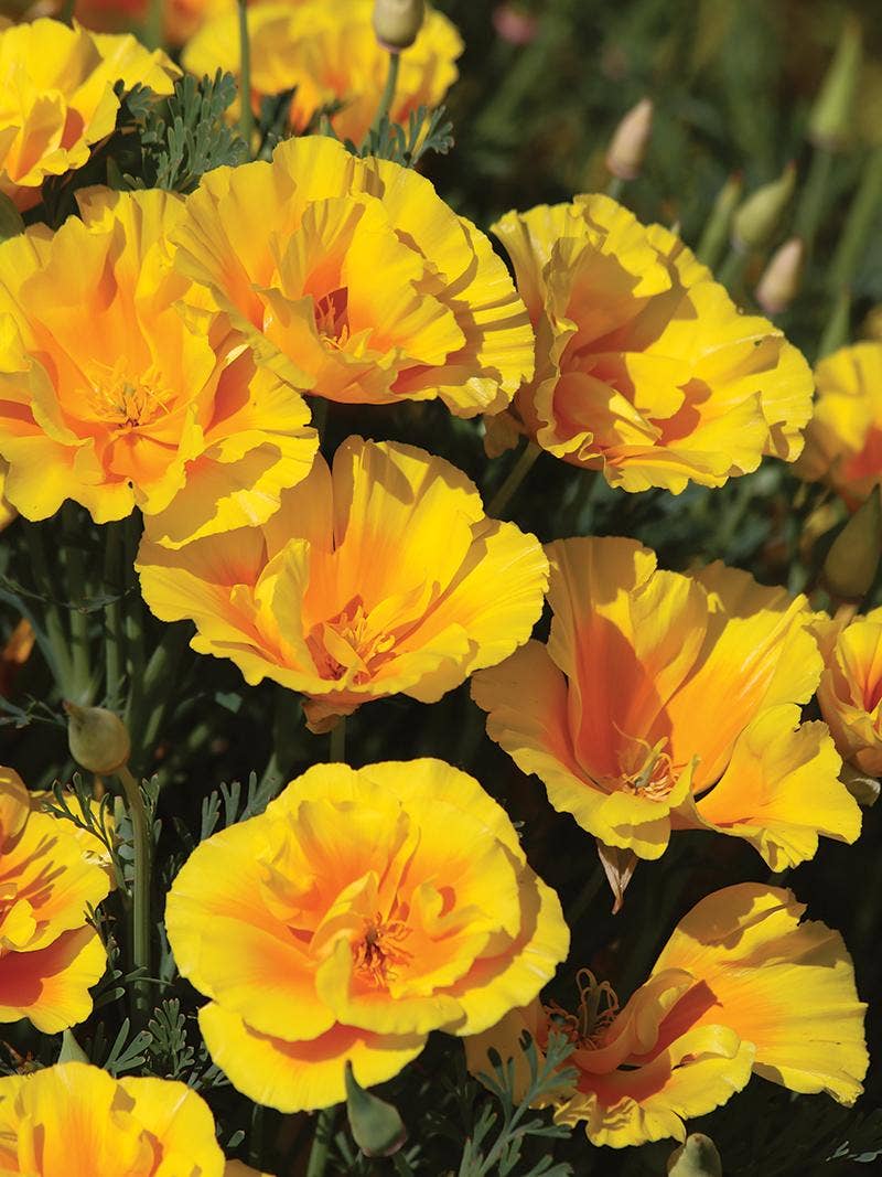 Yukon Gold California Poppies.