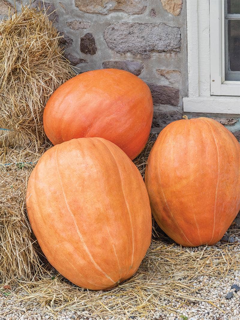 How to Grow Huge Pumpkins