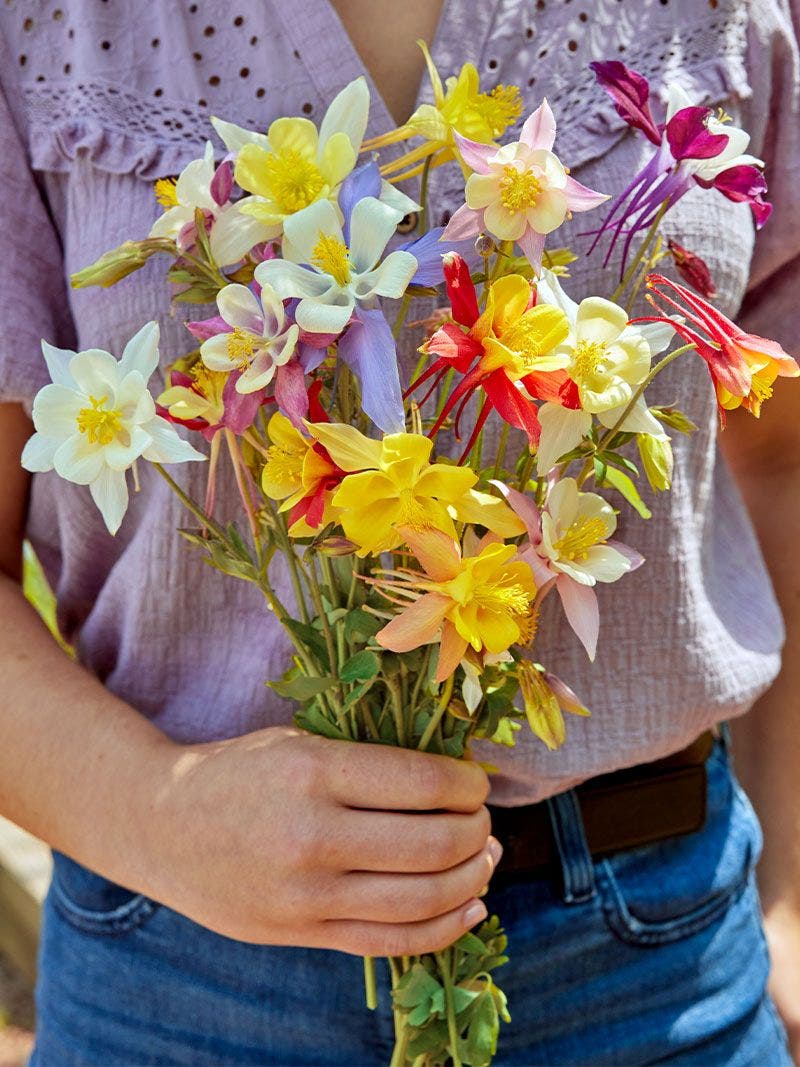 Perennials as Cut Flowers from Your Garden