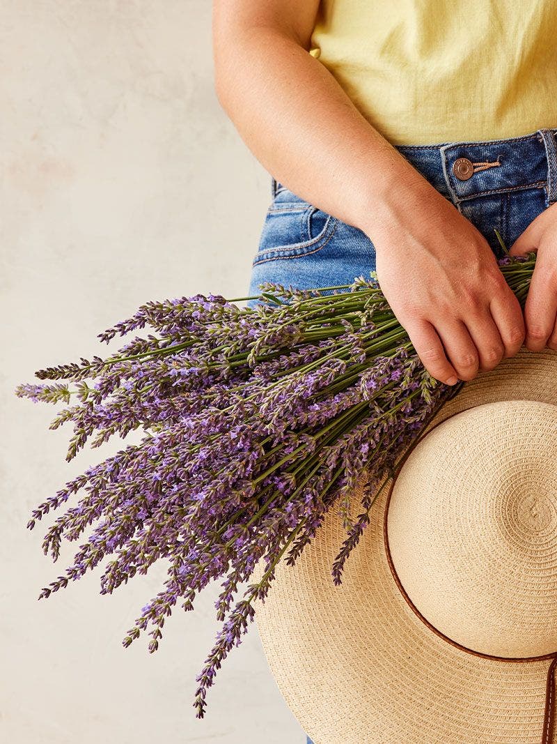 Perennial Plant Combinations