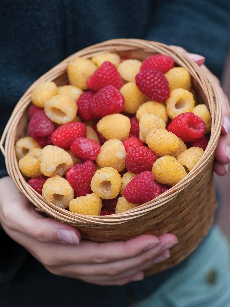 All About Raspberries