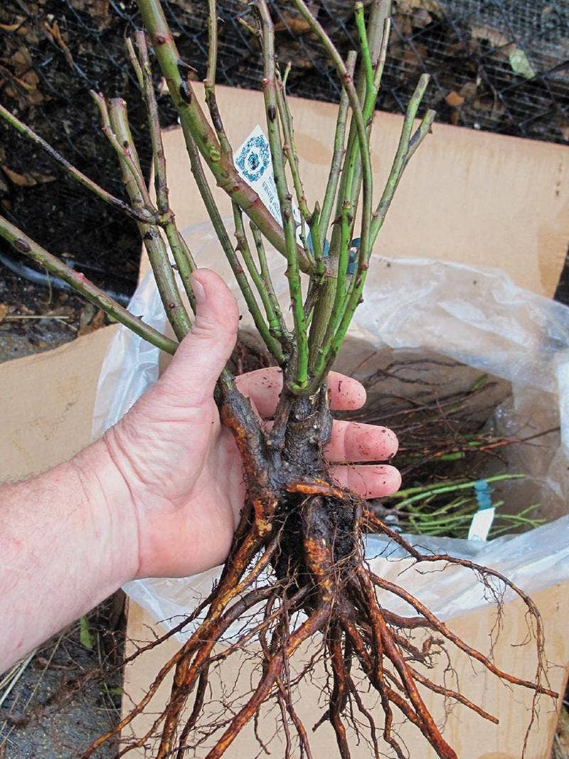 Your Bare Root Plants Are Here – What Next?