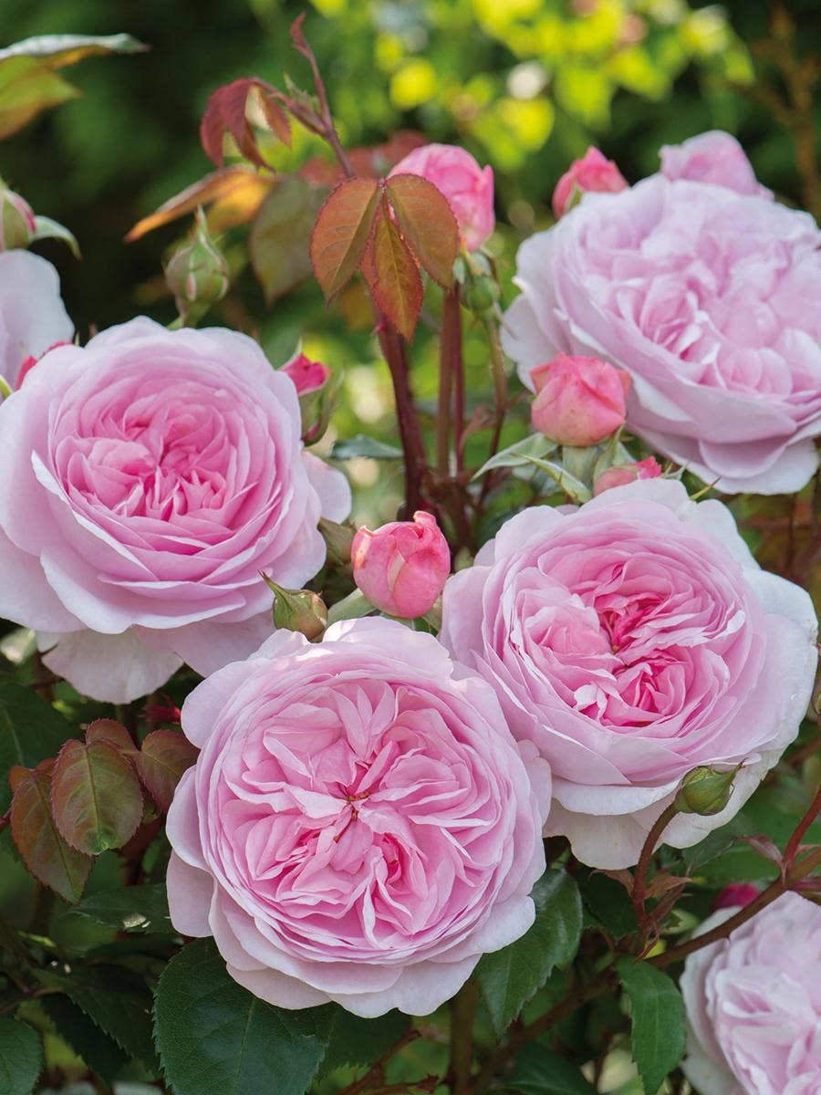 Perennial flowers in a garden.