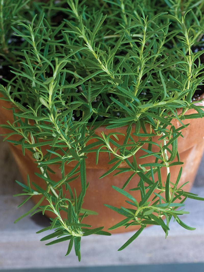 How to Grow Rosemary from Seed