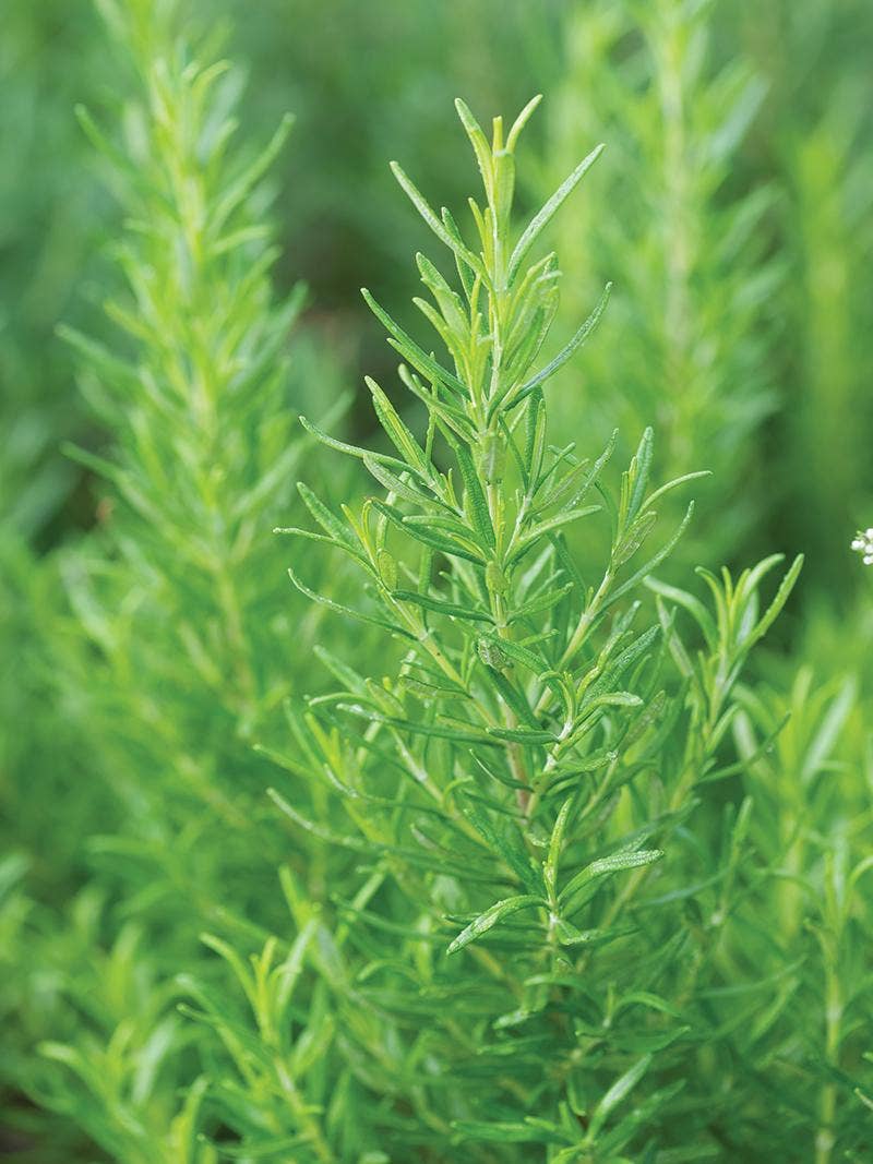 Growing Rosemary in Your Home Garden
