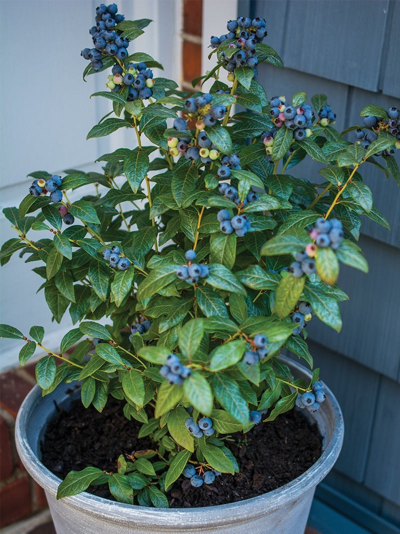 A potted blueberry plant.