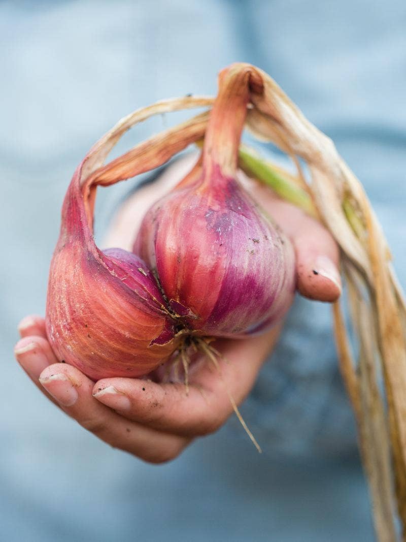 Growing Shallots