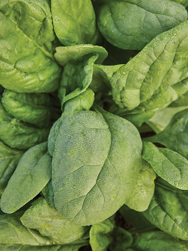 All About Spinach