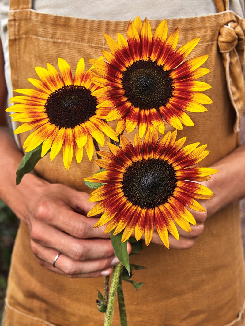 All About Sunflowers