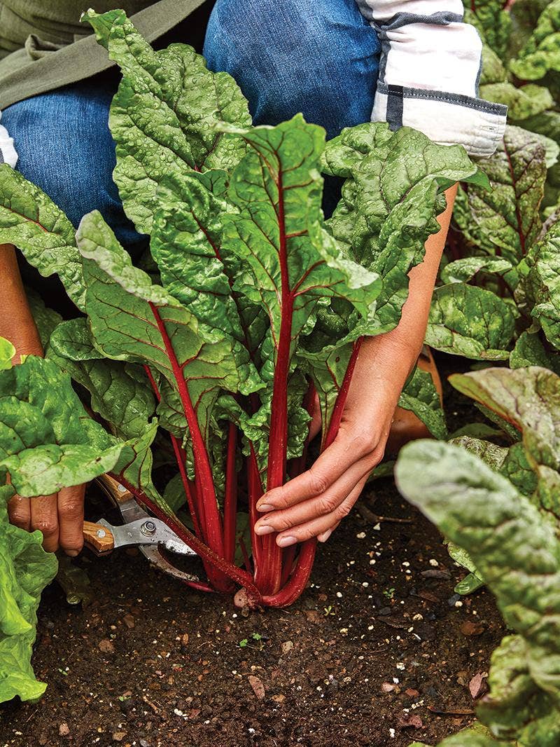 All About Swiss Chard