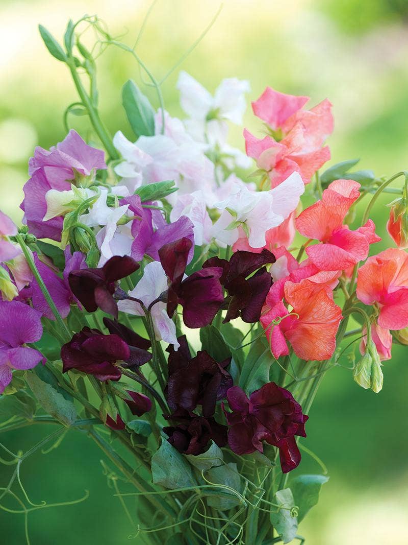 Sweet Peas