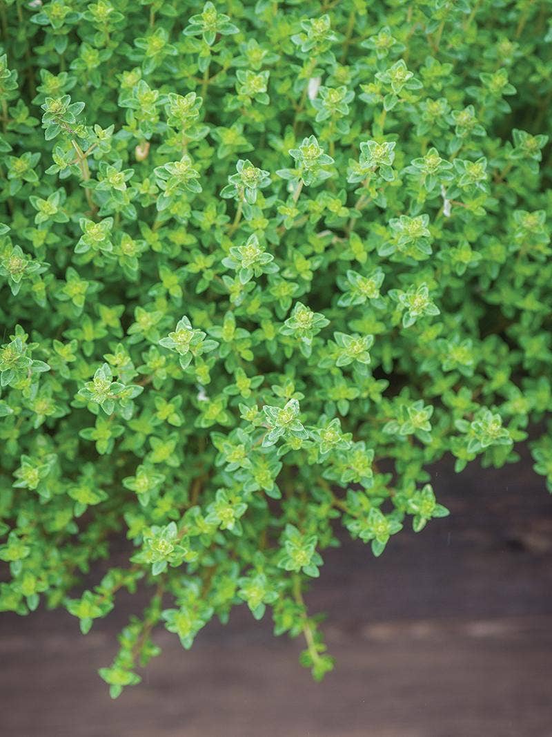 Thyme