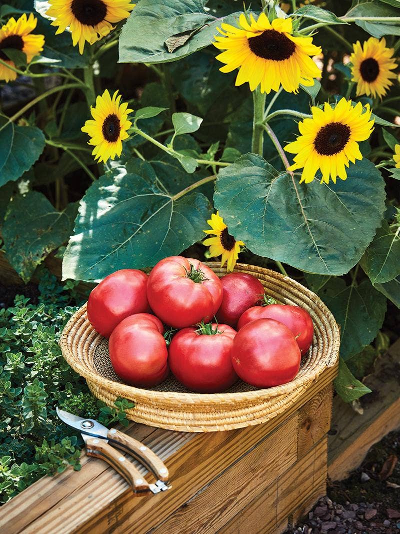 Growing Vegetables and Flowers in Harmony