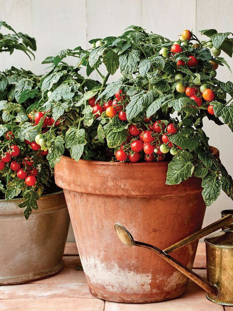 Cherry tomato plant in a pot.