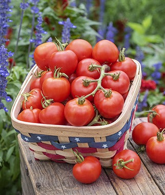 Top 10 Tomato Solutions