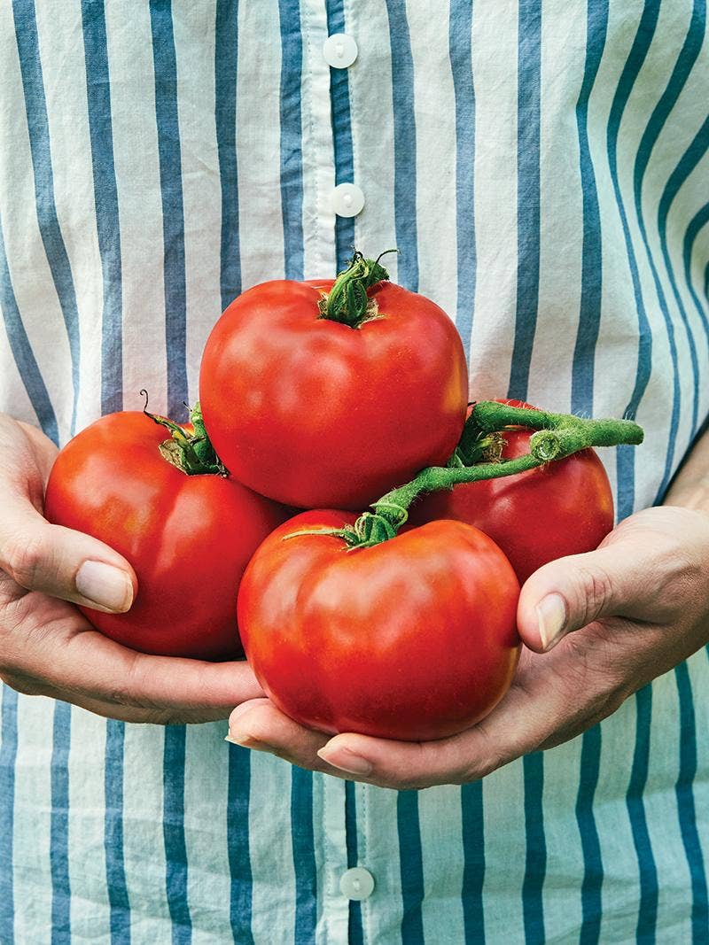 Disease Resistant Tomatoes