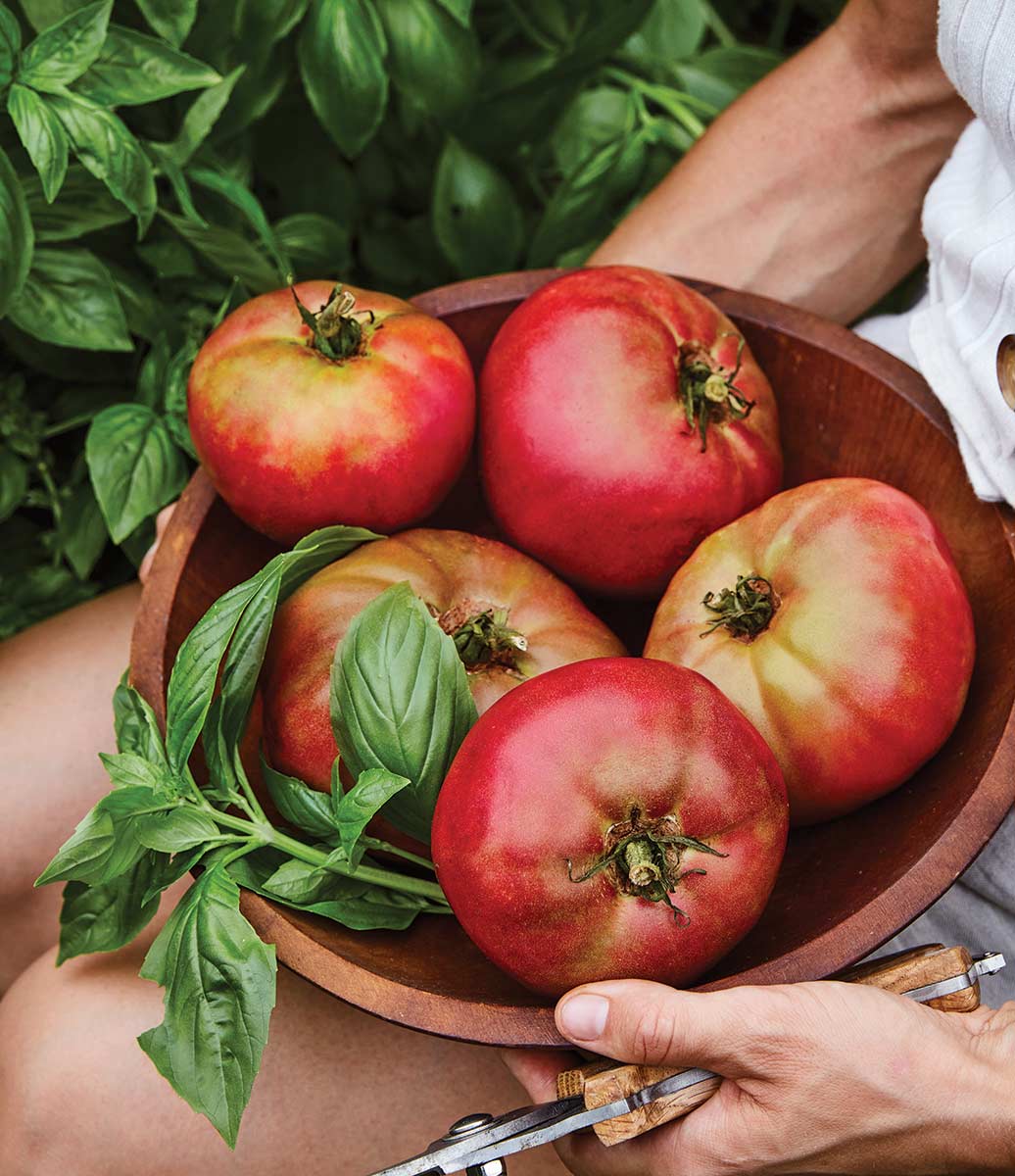 Person harvest tomatoes and basil.