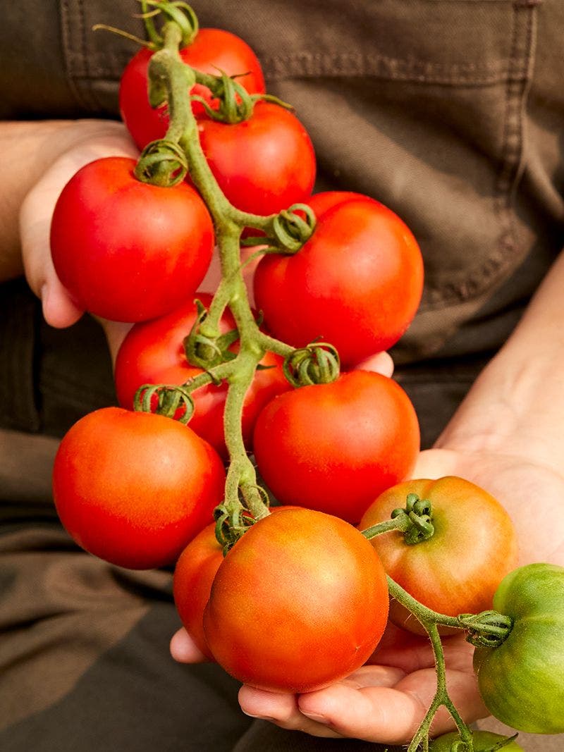 Helping Garden Tomatoes Beat The Heat