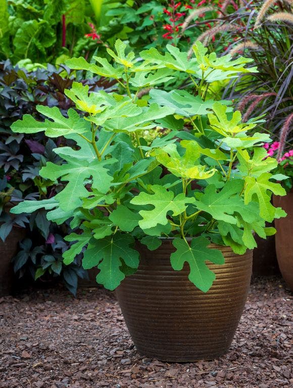 fig tree in a pot.