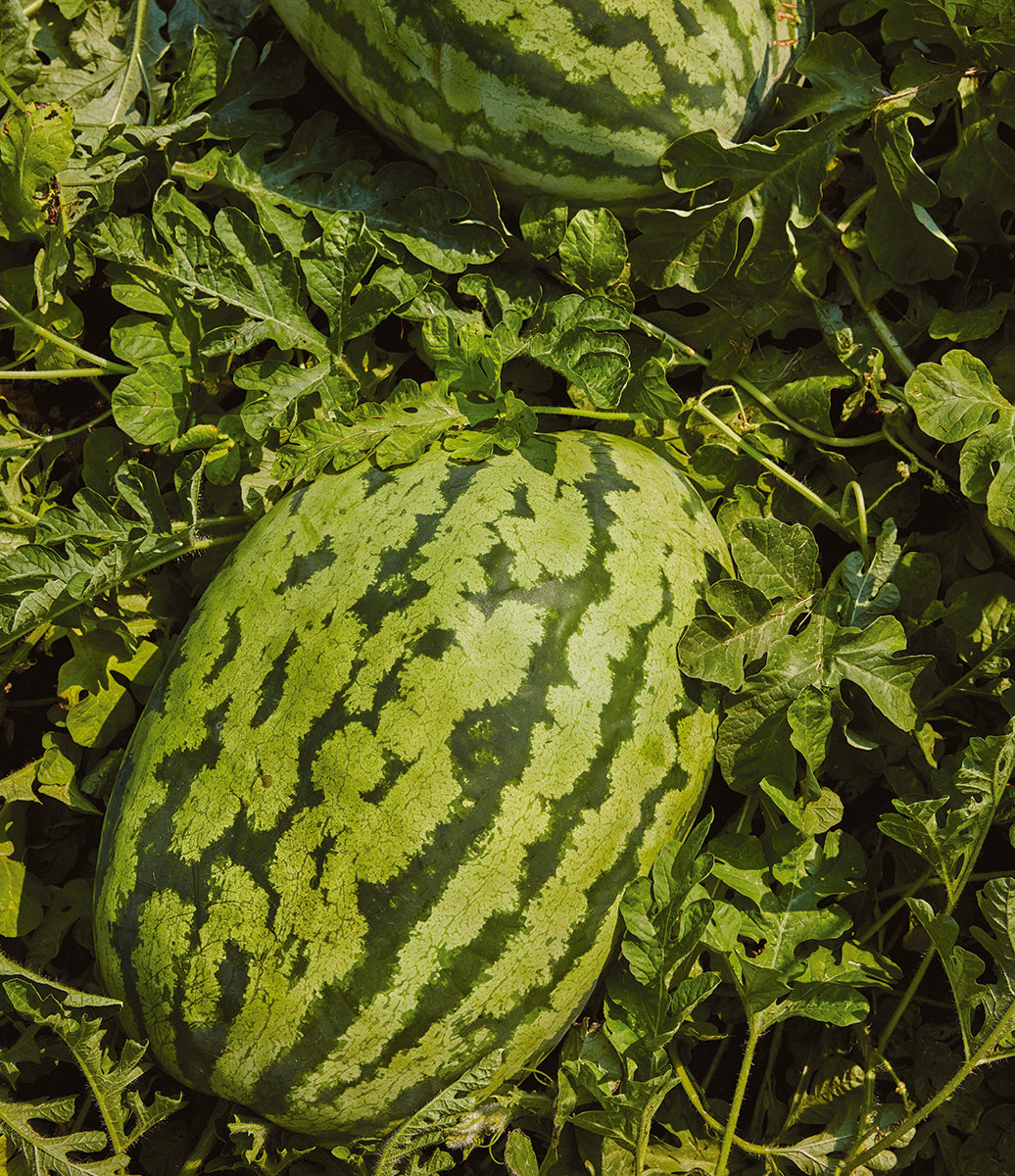 All About Watermelons
